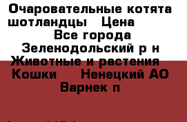 Очаровательные котята шотландцы › Цена ­ 2 000 - Все города, Зеленодольский р-н Животные и растения » Кошки   . Ненецкий АО,Варнек п.